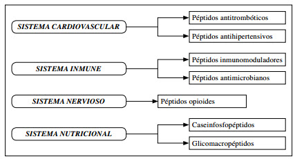 funciones de los péptidos